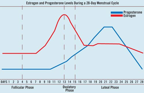 Прогестерон к 22-у дню достигает максимума, затем понижается перед менструацией